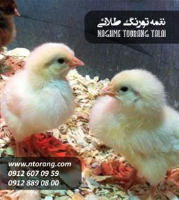 فروش جوجه گوشتی جنوب خراسان